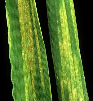 Severe: Yellow rust in barley leaves
