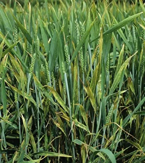 Flagleaves: Yellow Rust (Puccinia striiformis) in Wheat crop