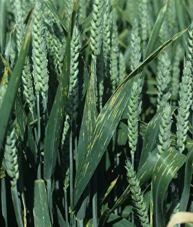 Hertfordshire: Yellow rust or stripe rust