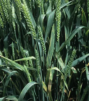 Wiltshire: Yellow rust or stripe rust infection