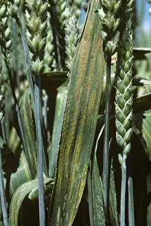 Flagleaves: Yellow Rust on Wheat flagleaves