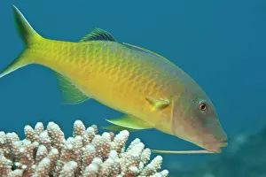 Goatfish: Yellow-saddled / Gold-saddled Goatfish