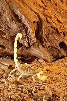 Northcott: Yellow Sand Scorpion, Smeringenus mesaensis