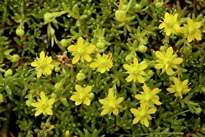 Saxifrage: Yellow saxifrage