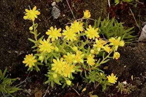 Saxifrage: Yellow Saxifrage