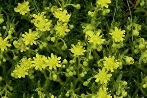 Saxifrage: Yellow saxifrage