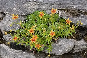 Saxifrage: Yellow saxifrage, dark form
