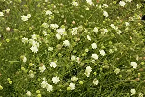 Ochroleuca: Yellow scabious