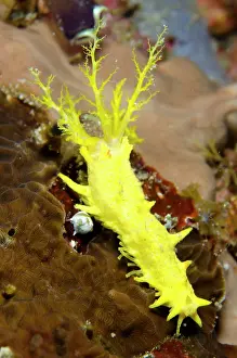 Robustus: Yellow Sea Cucumber with feeding tentacles extended