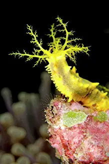 Robustus: Yellow Sea Cucumber with feeding tentacles extended