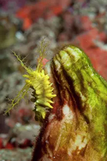 Ampat: Yellow Sea Cucumber - with feeding tentacles extended