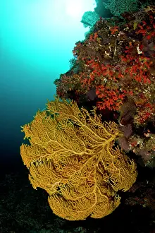 Brocken: Yellow Seafan - Brocken Thila