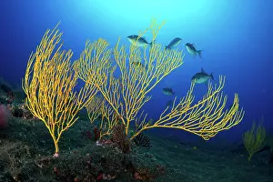 Gomera: Yellow seafan (Leptogorgia viminalis) La Gomera