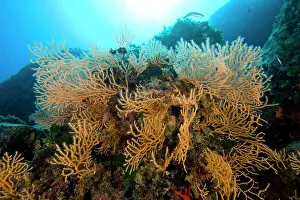 Isola: Yellow seafans Eunicella cavolini Le Scole southern cape Gig