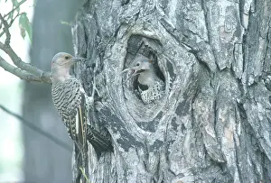 Flicker: Yellow-shafted Flickers