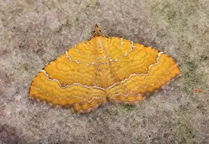 Bilineata: Yellow Shell Moth