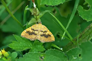 Bilineata: Yellow Shell Moth - Resting on yellow rattle