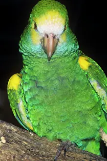 Barbadensis: Yellow Shouldered Amazon Parrot