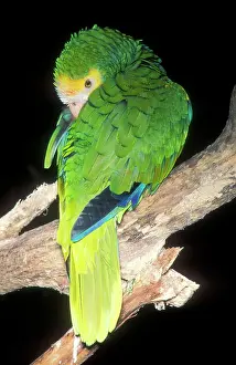 Mary Clay: Yellow-shouldered Amazon PARROT