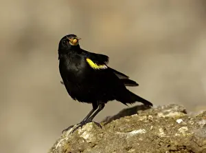 Agelaius: Yellow shouldered blackbird (Agelaius xanthornus