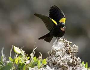 Agelaius: Yellow shouldered blackbird (Agelaius xanthornus