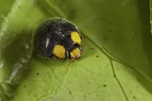 Sydney: Yellow-shouldered Ladybird