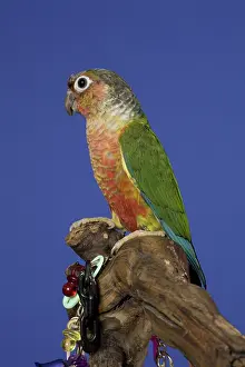 Mutation: Yellow-sided Green-Cheeked Conure