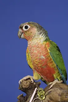 Mutation: Yellow-sided Green-Cheeked Conure