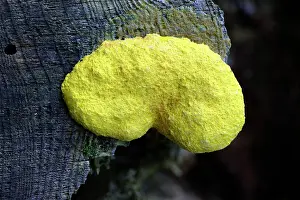 Mold: Yellow Slime Mold - growing on tree stump. a.k.a