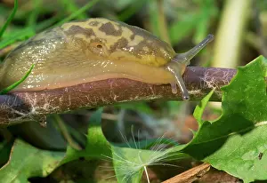 Limax: Yellow Slug / Tawny Garden Slug