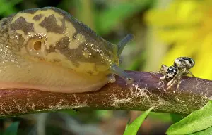 Limax: Yellow Slug / Tawny Garden Slug