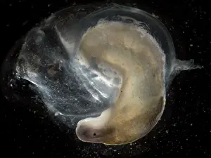 Limax: Yellow Slug / Tawny Garden Slug