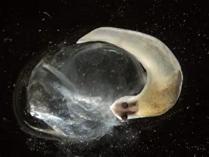 Limax: Yellow Slug / Tawny Garden Slug
