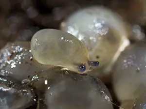 Limax: Yellow Slug / Tawny Garden Slug