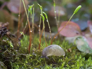 Limax: Yellow Slug / Tawny Garden Slug