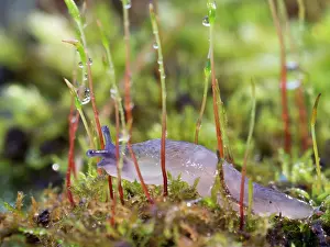 Limax: Yellow Slug / Tawny Garden Slug