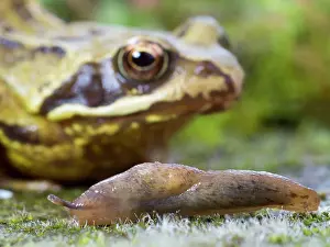 Limax: Yellow Slug / Tawny Garden Slug