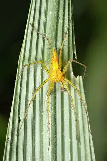 Paranaense: Yellow Spider (Oxyopes macilentus)