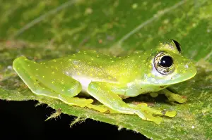 Centrolene: Yellow Spot Glass Frog