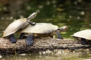 Podocnemis: Yellow-spotted Amazon River Turtle