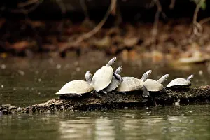 Podocnemis: Yellow-spotted Amazon River Turtle