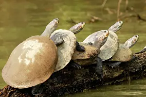 Podocnemis: Yellow-spotted Amazon River Turtle