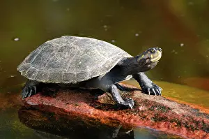 Amazonia: Yellow-spotted Amazon River Turtle Podocnemis unifilis