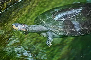 Necked: Yellow-spotted Amazon river turtle (Podocnemis unifilis)