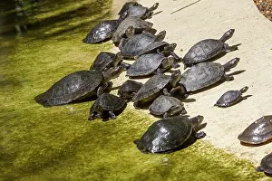 Podocnemis: Yellow-spotted Amazon River Turtle Yellow-spotted
