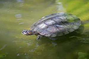 Podocnemis: Yellow-spotted Amazon River Turtle Yellow-spotted