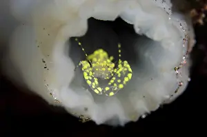 Tunicate: Yellow Spotted Ascidian Shrimp