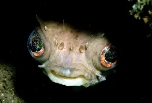 Orbicular: Yellow-spotted Burrfish in hole