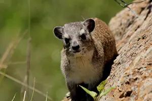 310517: Yellow-spotted Bush Hyrax 3 199