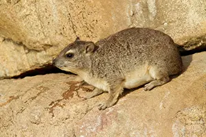 Hyrax: Yellow-spotted Dassie